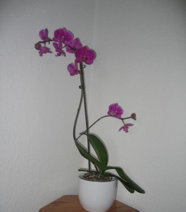 Orchide2